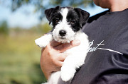 Terrier jack russell cachorro, mujer FCI Krasnodar  Krasnodar
