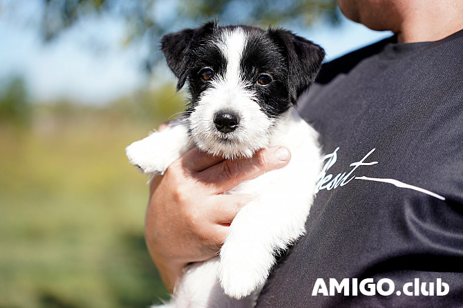Terrier jack russell cachorro, mujer FCI Krasnodar  Krasnodar - photo 1