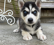 Husky siberiano cachorro, masculino, mujer CKC Nicosia  Nicosia