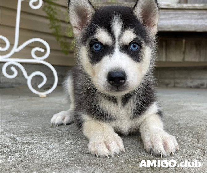 Husky siberiano cachorro, masculino, mujer CKC Nicosia  Nicosia - photo 1