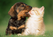 Юрист по ветеринарным спорам Sankt-Peterburg