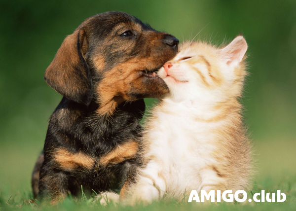 Юрист по ветеринарным спорам Sankt-Peterburg - photo 1