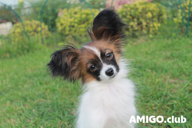 Континентальный той спаниель папийон күчүк, эркек, аял брид класс FCI Ozersk  Ozersk - изображение 1