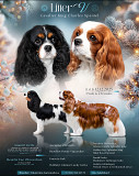 Cavalier king charles spaniel cachorro, masculino, mujer breed class FCI Salekhard  Delivery from Salekhard