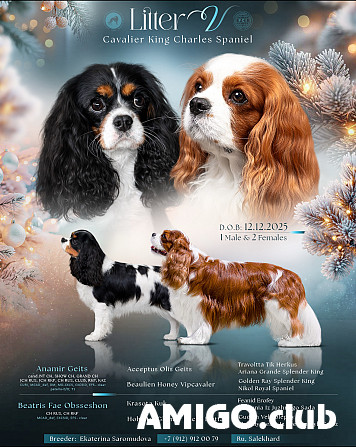 Cavalier king charles spaniel hündchen, männlich, weiblich breed class FCI Salekhard  Salekhard - изображение 1